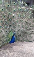 peacock with tail unfolded