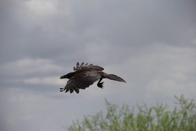 black raven against a cloudy sky