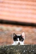 black and white cute Kitten looking