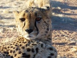 Bored Cheetah in the wildlife