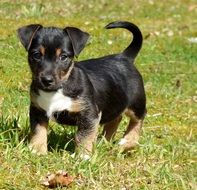 Puppy jack russell