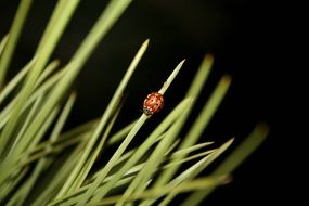 ladybug in nature