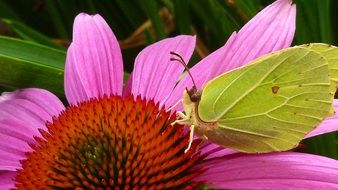 green gonepteryx rhamni butterfly on pink bloom