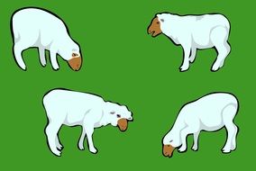 drawn four sheep