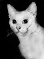 Black And White picture of the cat