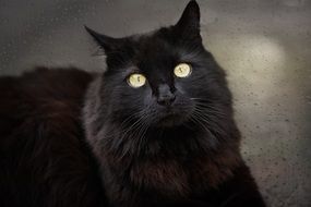 Black Cat with yellow eyes dramatic portrait