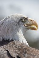 Eagle with yellow beak