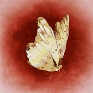 drawing of a beautiful white butterfly on the red background