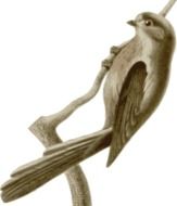 Bird Feathers Animal Brown