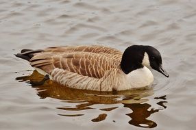 Goose Poultry Animal