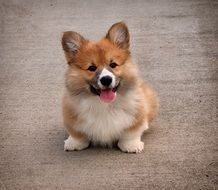 Welschcorgi, red and white puppy Dog