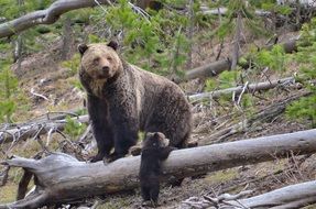 brown bear and cub