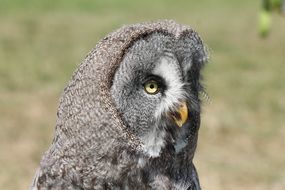 portrait of a funny owl