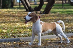 Beagle is a hunting breed of dog