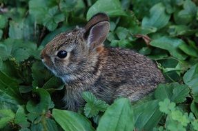 cute beautiful Rabbit