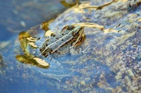 toad in clear water close up