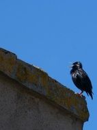 Black bird singing