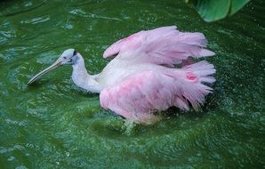 bathing roseate spoonbill