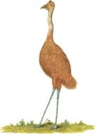 painted bird from Australia