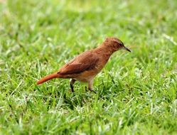 Rufous Hornero, small brown bird on green grass