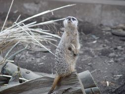 cute meerkat animal in the zoo