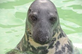Robbe mammal Animal in Water portrait
