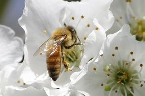 honeybee on the cherry blossom