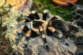 tarantula is a poisonous spider