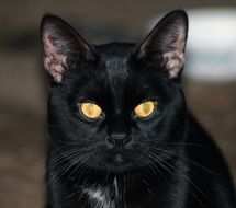 black domestic cat with yellow eyes