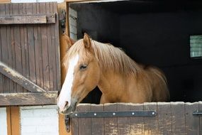 Horse Brown Animal