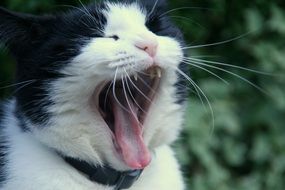 yawning animal