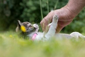 closeup photo of man playing with a puppy on the grass