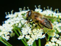 insect on white inflorescence closeup