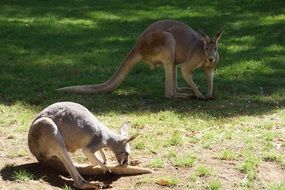 curious kangaroos on pasture in national park