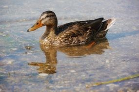 duck on the water in the pond