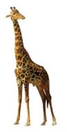 giraffe on the white background