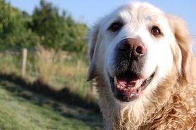Goldenretriever Pet outdoor life close portrait