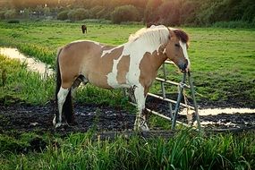 piebald horse on pasture