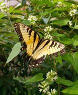 eastern tiger swallowtail in wildlife