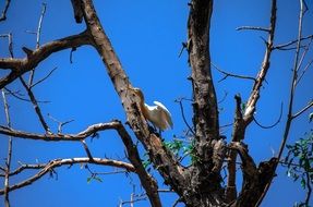 white bird on a tree against a bright blue sky