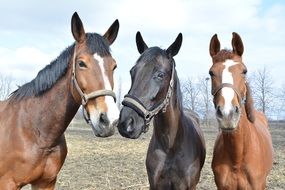 three horses in the stable