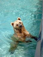 Bear Animals Wild Zoo Brown