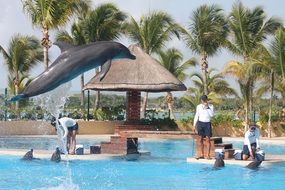 Dolphins in Malabar