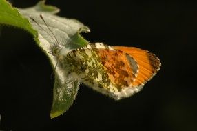 butterfly on a leaf in the garden on black background