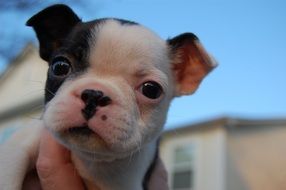 puppy on man's hand close-up on blurred background