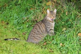 female cat with a cheeky face