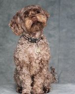 cute curly dog