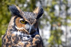 spotted furry owl