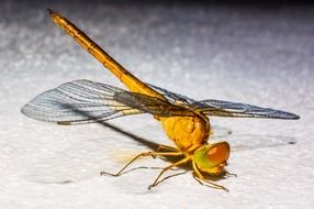 orange dragonfly on the white background