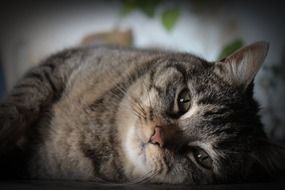 Cute cat rest on the floor